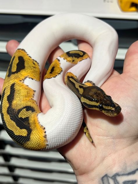 Beautiful gene x pied ball python female Pied Ball Python, Python Morphs, Danger Noodle, Colorful Snakes, Pretty Snakes, Ball Python Morphs, Ball Pythons, Cute Reptiles, Pet Snake