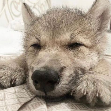 Grey Wolf Aesthetic, Wolf Icon, Baby Wolf, Wolf Pup, Warrior Cats Art, Wolf Pictures, Beautiful Wolves, Silly Dogs, Pretty Animals