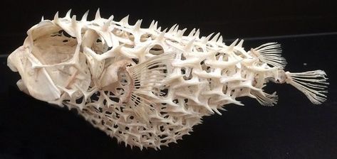 Fish Skeleton, Animal Skeletons, Vulture Culture, Animal Anatomy, Puffer Fish, Anatomy For Artists, Animal Skulls, Skull And Bones, Funny Animal Pictures