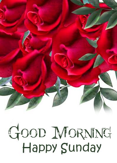 Roses Good Morning, Happy Sunday Flowers, Sunday Flowers, Happy Sunday Images, Sunday Rose, Happy Sunday Morning, Good Morning Happy Saturday, Sunday Images, Animated Wallpaper