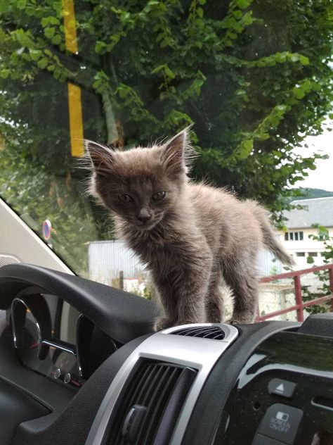 grey kitten in a car looking pretty Kitten In Car, Lost Things, Grey Kitten, Cute Kitten, In A Car, In Car, Kittens Cutest, A Car, How To Look Pretty