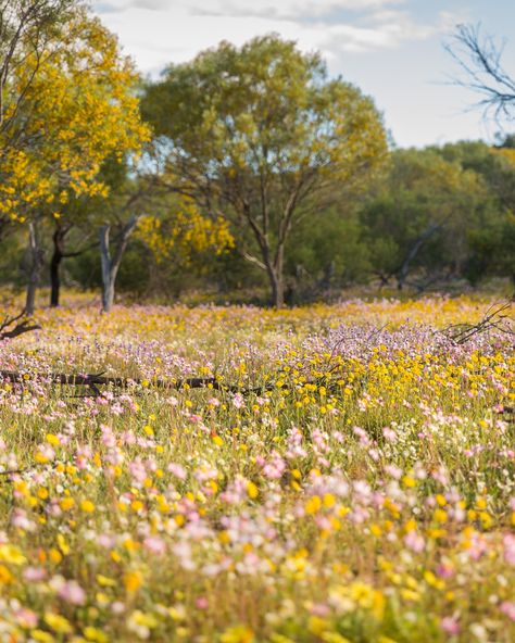 Western Australia's mid-west sees an explosion of colour as their 12,000 varieties of wildflowers begin to bloom from July onwards.
#WesternAustralia #Australia #Wildflowers #Flowers #Travel #WildflowerCountry Wild Flowers Australia, West Australian Wildflowers, Spring Aesthetic Australia, Spring In Australia, Wildflowers Australia, Australia Native Flowers, Spring Australia, Australian Landscapes, Flowers Australia