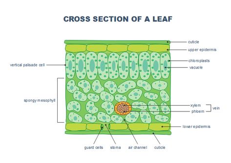 ￼ ￼ ￼ ￼ ￼ ￼ ￼ ￼ ￼ Cross Section Of A Leaf, Leaf Worksheet, Leaf Diagram, Palisade Cell, 3d Shapes Worksheets, Weathering And Erosion, Biology Art, Shapes Worksheets, Teaching Biology