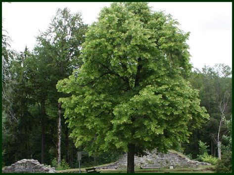 Tree Pruning, Oak Trees, Shade Trees, Home Landscaping, Tree Farm, Tree Farms, Growing Tree, Oak Tree, Trees And Shrubs