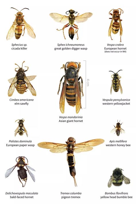 Murder hornets: The Asian giant hornet has arrived. Bees beware. - Vox Pictures Of Insects, Types Of Bees, Hornets Nest, Bee Colony, Honey Bee Hives, Insect Pest, Bee Sting, Invasive Species, Wasp