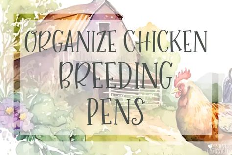 FREE printable PDF will help streamline your chicken breeding pen record keeping. If you have a number of breeding projects underway and your breeding pens are feeling a bit disorganized, it will help get you organized fast! No email required - just click and print! Chicken Breeding Pens Ideas, Chicken Breeding Pens, Poultry Breeding Pens, Chook Pen, Chicken Breeding, Animal Breeding, Chicken Pen, Chicken Farming, Backyard Chicken Farming