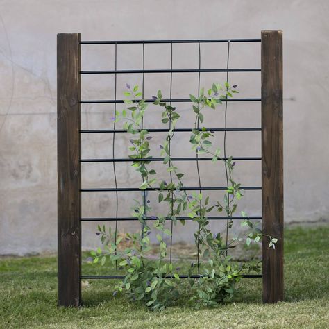 How to Create Backyard Privacy for Your Outdoor Haven Trellis Decorating Ideas, Steel Trellis, Grape Trellis, Wall Trellis, Modern Trellis, Wood Trellis, Diy Garden Trellis, Trellis Ideas, Metal Trellis