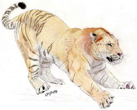 Eurasian Cave lion (Panthera (leo) spelaea) Panthera Leo Spelaea, Cave Lion, Wildlife Drawings, Anatomical Drawings, Fantasy Cats, Dinosaurs Extinction, Prehistoric Fauna, Prehistoric Mammals, Male Coat