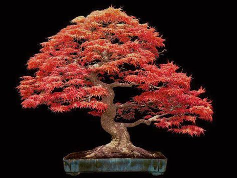 Redwood Bonsai, Red Maple Bonsai, Maple Tree Seeds, Japanese Maple Bonsai, Bonsai Nursery, Maple Bonsai, Bonsai Tree Types, Pinterest Garden, Mini Bonsai