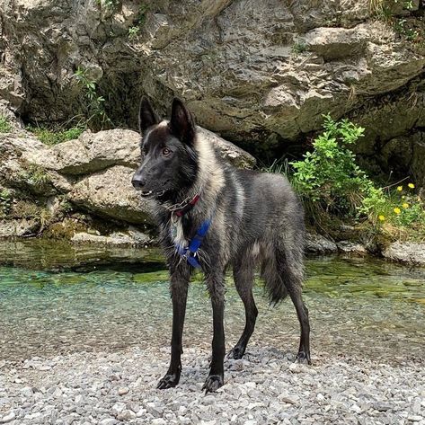 Wolf Dog Hybrid, Captain Fordo, Wolf Hybrid Dogs, Canine Reference, Dog Hybrid, Tamaskan Dog, Wolfdog Hybrid, Dog Characters, Wolf Poses