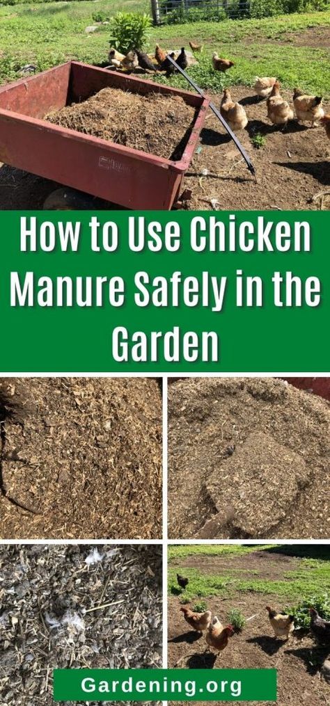 Chicken Fertilizer, Chicken Manure Compost, Urban Living Room Design, Chicken Composting, Manure Tea, Manure Composting, Horse Manure, Chicken Manure, Chicken Poop