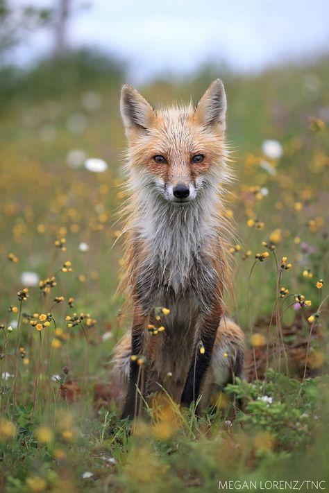 The Nature Conservancy announces the winners of its annual photography competition. Wild Wonder, Pet Portraits Photography, Pet Fox, Amazing Nature Photos, Nature Conservation, Photography Contests, Red Fox, The Nature, Photo Contest