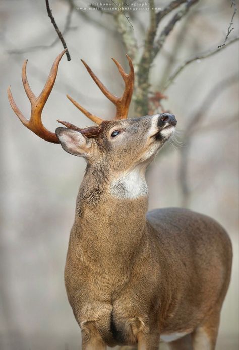 Whitetail Deer Photography, Matt Hansen, Whitetail Deer Pictures, Water Deer, Idea Paint, Deer Photography, Whitetail Deer Hunting, Big Deer, Wild Animals Photos