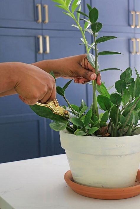 Learn how to propagate, plant, and care for the ZZ plant (Zamioculcas zamiifolia). This low maintenance, low light, simple-to-root plant is a household plant winner! | Home Made by Carmona #houseplant #propagation #zzplant Zamioculcas Plant Care, Propagate Zz Plant In Water, How To Propagate Zz Plant In Water, Propagating Zz Plant In Water, Repotting Zz Plant, How To Propagate A Zz Plant, Zz Propagation, Propagating Zz Plant, Propagate Zz Plant