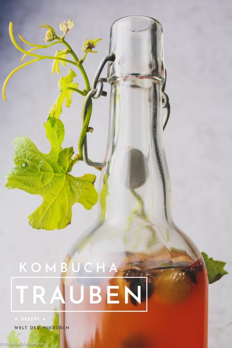 Ob Traubensaft oder Federweißer dieser Kombucha ist irgendwas dazwischen. Probiotisch und lecker ist er ein Herbstklassiker, der das Immunsystem stärkt. Das Rezept findet ihr hier! Slow Cooker Scalloped Potatoes, Homemade Kombucha, Kombucha Recipe, Corn Casserole Recipe, Ham And Beans, Meatless Main Dishes, Ham And Bean Soup, Slow Cooker Pulled Pork, Simple Sandwiches