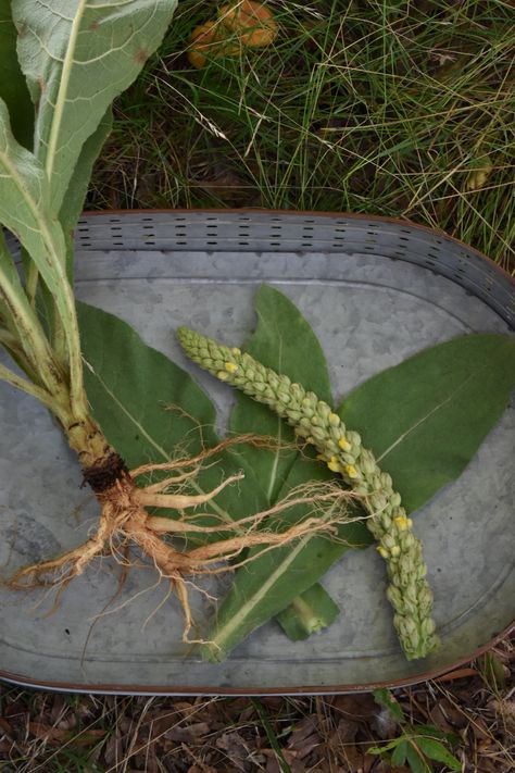 When to harvest mullein flowers, leaves, and roots | indie herbalist Mullein Tea, Medicinal Wild Plants, Insect Eggs, Biennial Plants, Edible Wild Plants, Mountain Rose Herbs, Healing Garden, Magic Herbs, Healing Plants