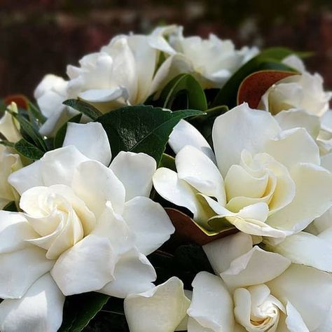 Tami McAllister on Instagram: "Today smelled SO good!  All gardenia bouquet for this classy Southern Bride. . . . . #gardenia #gardeniabouquet #southernwedding #luxurywedding #luxeblooms #southernwedding #southernbride #southernliving #weddingflowers #weddingflorist #chattanoogaflorist #chattanoogawedding #tennesseewedding #georgiawedding #fragrantflowers #ipreview @preview.app" Gardenia Centerpiece Wedding, Gardenia Wedding Bouquet, Gardenia Bridal Bouquet, Gardenia Wedding Flowers, Gardenia Bouquet, Gardenia Wedding, Chattanooga Wedding, Southern Bride, Tennessee Wedding