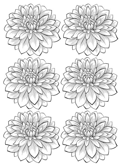 Dahlia Flower Drawing, Flower Coloring Pages Free Printable, Dahlia Flower Tattoos, Dahlia Tattoo, Flor Tattoo, Flower Coloring Sheets, Printable Flower Coloring Pages, The Most Beautiful Flowers, Flower Drawings