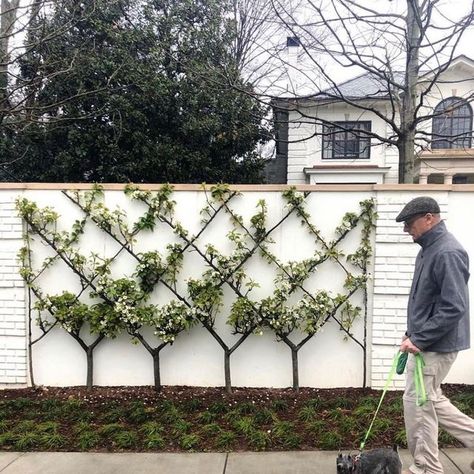 Christina Marie Baker on Instagram: "A dear friend from Dallas is helping me with design concepts for my new studio. We’re in love with the idea of creating a Belgian fence on the courtyard side of the building. I personally like this delicate style seen here: Image was captured by @melanieturnerinteriors via @landplusassociates 🌿 #espalier" Espalier Fence, Belgian Fence, Days Till Spring, Melanie Turner, Espalier Fruit Trees, Landscaping Inspiration, Potager Garden, Fence Styles, Gardening Trends