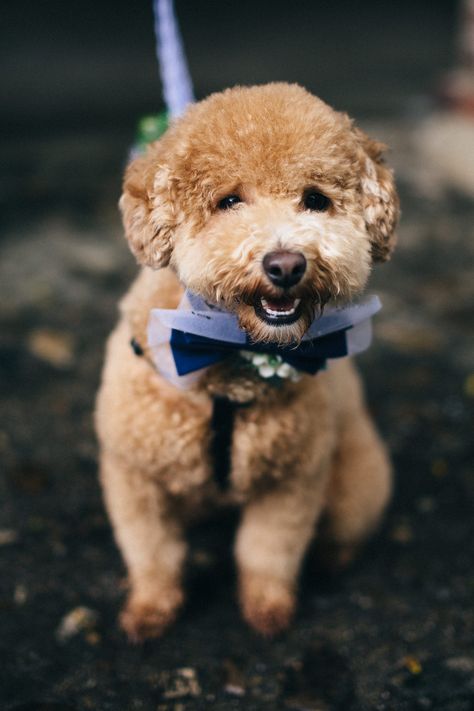 Poodle   This Elegant Wedding Has An Amazing Escort Card Display | Ruffled Maid Of Honor Duties, One Dance, Dog Wreath, The Maid, Dog Selfie, Wedding Pets, Card Display, Ideal Man, Dog Wedding