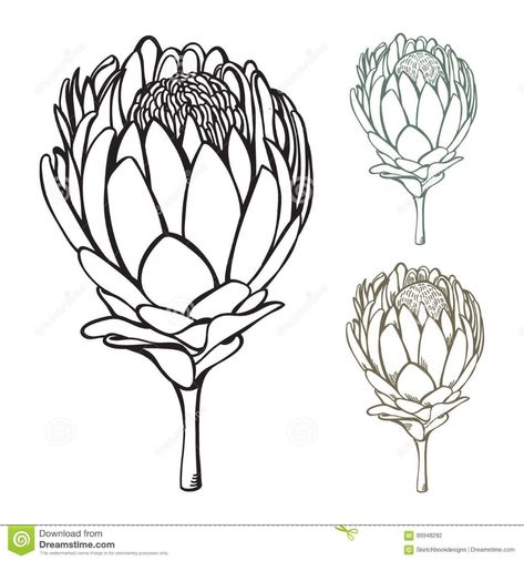 Hand Drawn Protea Vector Illustration ... King Protea Flower, Artichoke Flower, Protea Art, Flower Sketch, King Protea, Protea Flower, Lino Art, Flower Outline, Abstract Flower Art