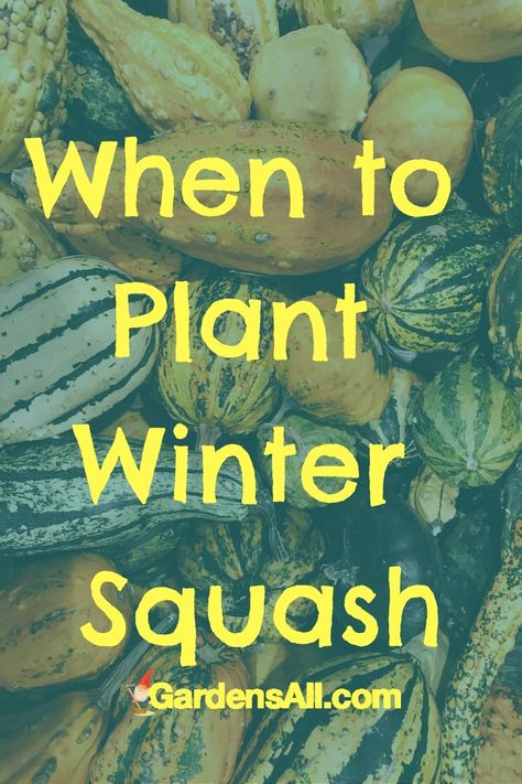 When to plant winter squash? GardensAll.com Winter Squash Trellis, Growing Winter Squash, Squash Trellis, Growing Winter Vegetables, Texas Winter, Squash Plant, Winter Vegetables Gardening, Squash Vegetable, Winter Crops