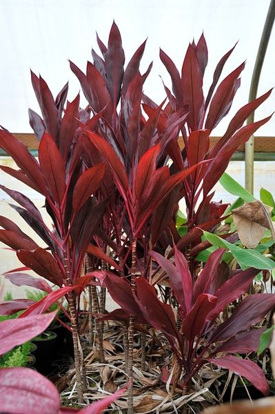 Cordyline fruticosa (Baby Doll Ti Plant, Good-Luck Plant, Hawaiian Ti Plant, Hawiian Ti, Ti Plant) | North Carolina Extension Gardener Plant Toolbox Hawaiian Ti Plant, Cordyline Fruticosa, Ti Plant, Broadleaf Evergreen, Simple Leaf, Crassula Ovata, Gardening 101, Berry Fruit, Growing Fruit