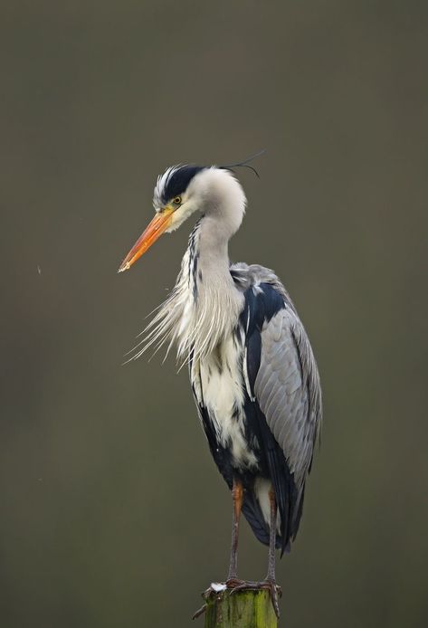 Heron Photography, Coastal Birds, Grey Heron, Australian Wildlife, Herons, Shorebirds, Nature Birds, Blue Heron, Exotic Birds