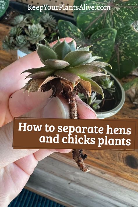 Want to propagate your hen and chick plant?! Here’s a step by step guide on how to separate hens and chicks plants easily! Hen And Chicks Planting Ideas, Chicks And Hens Succulents, Hens And Chicks Planting Ideas, Hen And Chicks Succulent, Hens And Chicks Succulent, Hen And Chicks, Easy Perennials, Garden Hacks, Apartment Plants