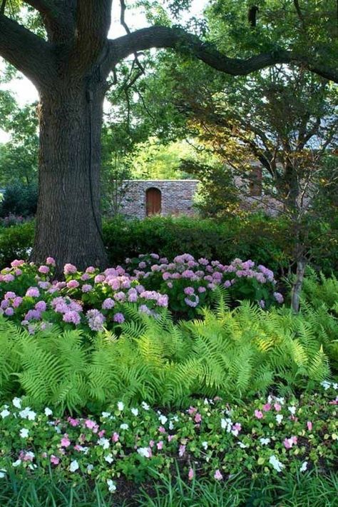 Garden Ideas Under Trees, Backyard Woods, Garden Combinations, Acreage Landscaping, Wooded Backyard, Shade Garden Design, Shade Gardens, Gardening Inspiration, Hydrangea Garden