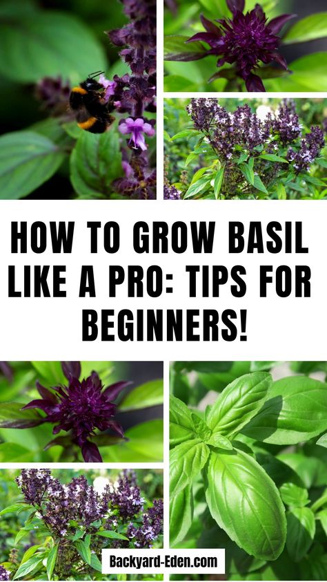 🌿 How to Grow Basil 🌿 Discover how easy it is to grow fresh, flavorful basil at home with these simple tips! 🌱 From planting seeds to caring for your plants, this guide covers everything you need to know to cultivate lush, aromatic basil right in your garden or on your windowsill. Perfect for beginners and experienced gardeners alike, these tips will have you harvesting fresh basil for your favorite dishes in no time! 🌞🍃 Indoor Basil Plant Care, How To Grow Basil Indoors, How To Grow Basil, Caring For Basil Plant, Basil Care, Grow Basil, Harvesting Basil, Purple Basil, Growing Basil