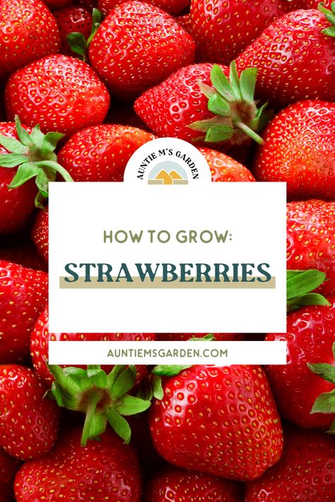 Some of the most exciting things for kids to grow in your Denver, Colorado backyard edible garden. You can grow strawberries in raised beds or in the ground - they're that easy! Harvesting Strawberries, Zoloft Withdrawal, Strawberries Growing, Growing Strawberries In Containers, Types Of Strawberries, Everbearing Strawberries, Strawberries In Containers, Strawberry Varieties, Grow Strawberries