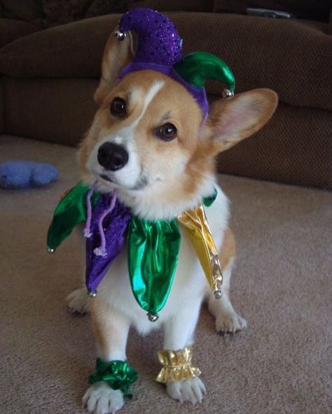 When #FatTuesday finally arrives....  (pc corgiaddict.com )     #Corgi #fattuesday #mardigras #corgination #welshwear #ETLTIL #corgilover #corgipuppy #Corgiaddict Puppy Halloween Costumes, Mardi Gras Dog, Porch Goose, Dog Costumes Funny, Puppy Diy, Mardi Gra, Diy Dog Costumes, Mardi Gras Costumes, Pet Halloween Costumes