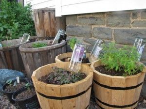 Great idea! Use water bottles, wine bottles, ketchup bottles, etc in place of an aqua globe. Watering Bulbs, Plant Watering System, Plants In Bottles, Recycled Wine Bottles, Plant Watering, Diy Water, Self Watering Planter, Diy Plants, Self Watering