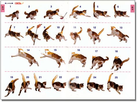 Cyprus Cats, Animals Moving, Cat Illust, Fudge Magazine, Sequence Photography, Animal Poses, Anime Books, Jumping Cat, Cat Poses