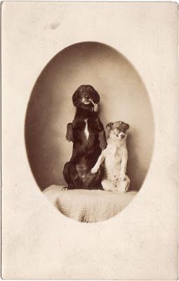 Vintage Dog Photos, Love My Dog, Fox Terrier, Old Dogs, Vintage Dog, Dog Sitting, Vintage Pictures, Animal Photo, Dog Portraits