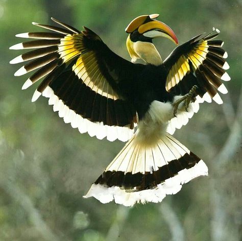 Prakash Ramakrishnan: Gread pied hornbill in back light Nature Photography Animals, Animal Poses, Wild Animals Pictures, All Birds, Exotic Birds, Colorful Birds, Animals Of The World, Animal Planet, Birds Of A Feather