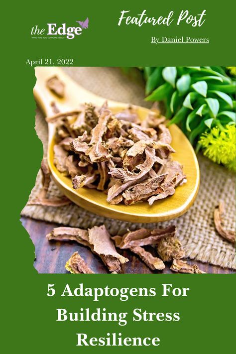 🍄🌿 Curious about natural stress relief during National Mushroom Month? Dive into the enlightening article "5 Adaptogens for Building Stress Resilience" by Daniel Powers. Explore the world of adaptogenic mushrooms and discover how they can help you stay balanced and resilient in the face of life's challenges. Let's embrace the power of nature for a calmer, more centered you! 🌟🧘‍♂️ #NationalMushroomMonth #StressResilience #NaturalWellness Adaptogenic Mushrooms, Edge Magazine, Adrenal Cortex, Elixir Of Life, Rhodiola Rosea, Ashwagandha Root, Power Of Nature, Cortisol Levels, Sleep Problems