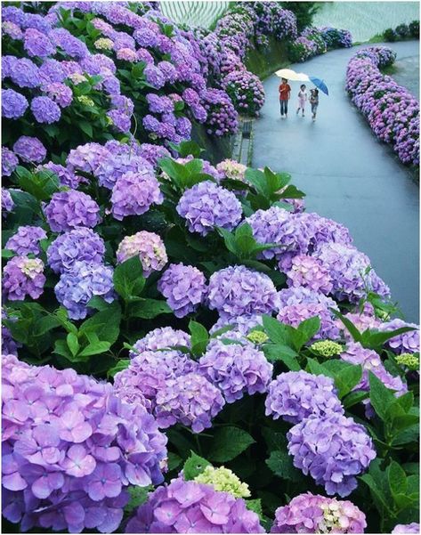 Hydrangea Bonsai, Hydrangea Seeds, Climbing Hydrangea, Indoor Flower Pots, Hydrangea Care, Growing Hydrangeas, Hydrangea Macrophylla, Planting Hydrangeas, Home Garden Plants