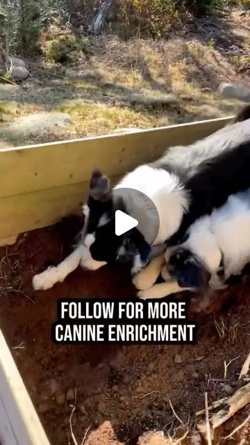 183K views · 5.3K likes | Canine Enrichment with Maria, Bodhi & Sonny on Instagram: "⬆️ FOLLOW FOR DIY DOG ACTIVITIES ⬆️  ⬇️ GET SPRING STARTED OFF RIGHT!⬇️  Forget the garden beds, build your dog a dig pit this year 😅  I know, some people want to know - will it cause your dog to dig in other areas in the yard? No… but, if they’re already digging in your yard, give them a legal outlet (the dig pit), redirect them to it until they figure out that’s the best place to dig. The key is to be consistent. Dogs are brilliant, if you stick with it, they’ll get it.   What about the dirt?!  Much to my surprise & delight - as long as it’s not just after raining - most of the dirt falls out before they get in the house! All fur is different, but if you have a border collie, hopefully yours will be the Dog Dig Box Ideas, Dog Dig Pit Diy, Digging Box For Dogs, Digging Pit For Dogs, Dig Pit For Dogs, Diy Dog Digging Pit, Dog Digging Area, Canine Enrichment, Digging Dogs