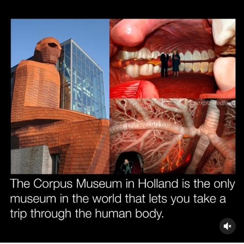 Body Museum, Healing Reflexology, Corpus Museum, Human Body Science, Science Museum, First World, Wonders Of The World, Anatomy, Fun Facts