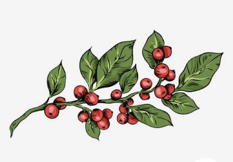 Mistletoe Illustration, Oak Leaf Tattoos, Mistletoe Plant, Christmas Berries, Christmas Plants, Holiday Clipart, Desenho Tattoo, Plant Drawing, Botanical Watercolor