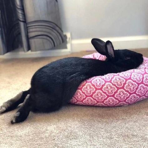 Raspberry Fool, Small Mammals, Silly Rabbit, Cute Bunny Pictures, Black Rabbit, Pet Bunny, Bunny Pictures, Bunny Rabbits