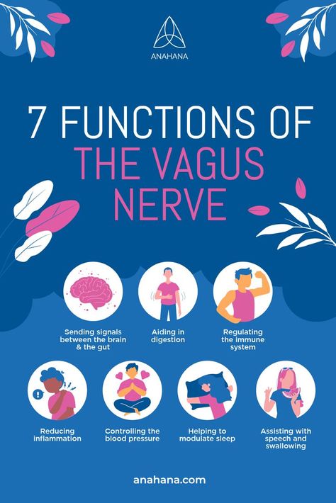 What Does The Vagus Nerve Do? Vagal Nerve, Nerve Anatomy, Nervus Vagus, Brain Nervous System, The Vagus Nerve, Laughter Yoga, Cranial Nerves, Parasympathetic Nervous System, Vagus Nerve