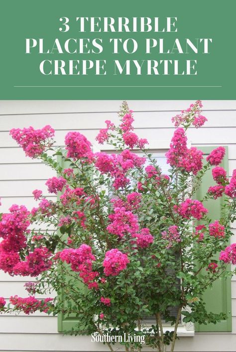 Sioux Crape Myrtle Tree, How To Plant Crepe Myrtle Trees, Gardens With Crepe Myrtles, Landscaping With Crape Myrtles, Crape Myrtle Flower Bed, Crepe Myrtle Garden Design, Zuni Crape Myrtle, What To Plant Around Crepe Myrtle, Crepe Myrtle Trees Landscaping Backyards