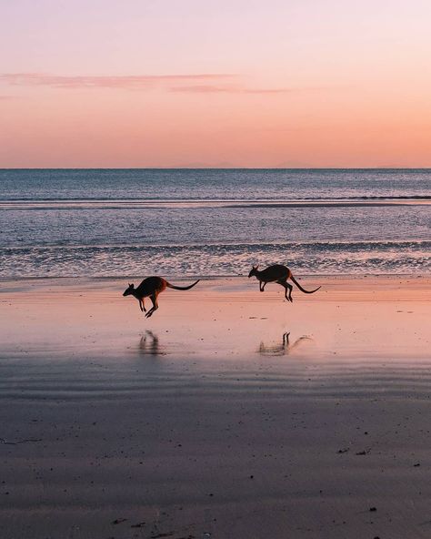 Kangaroo Beach, Aussie Aesthetic, Jigsaw Pictures, Aus Travel, Australia Beaches, Australia Day Celebrations, Australia Aesthetic, Australia Kangaroo, Skip It