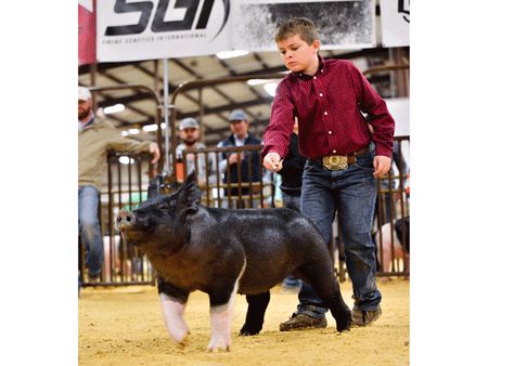 Here is a short video giving a tour of our kids show barn with the different types of pen set ups that we have. Show Pigs Tips, Showing Pigs, Show Pigs, Livestock Quotes, Livestock Photography, Pig Showing, Show Cows, Pig Feed, Raising Pigs