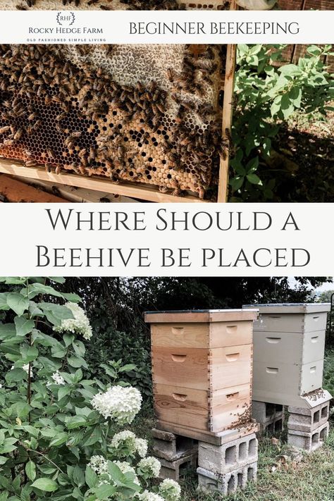 Honey Bee Farming, Honey Bees Keeping, Keeping Bees, Bee Hive Plans, Backyard Bee, Beekeeping For Beginners, Raising Bees, Bee Colony, Backyard Beekeeping