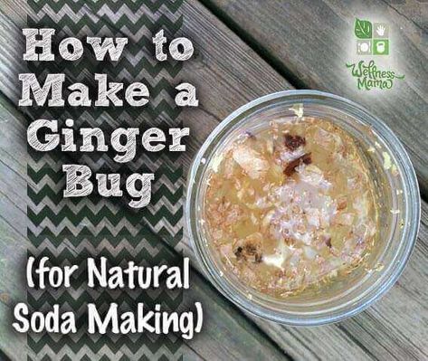 Ginger Bug Recipe Natural Soda, Ginger Bug, Healthy Soda, Nourishing Traditions, Homemade Soda, Wellness Mama, Fermented Drink, Ginger Ale, Ginger Beer