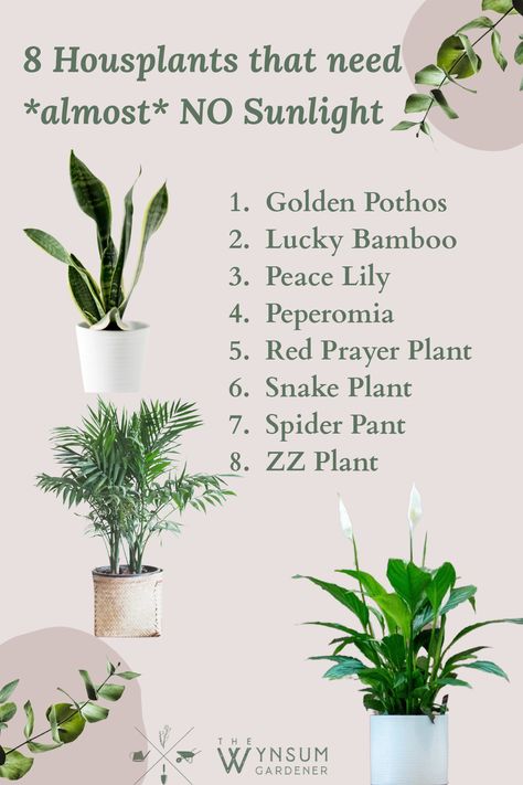 Inside House Plants, Indoor Plants Low Light, Easy House Plants, Ikea Hallway, Household Plants, Plant Care Houseplant, Inside Plants, Growing Plants Indoors, Best Indoor Plants